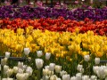 0929-1619 Floriade (1050009)